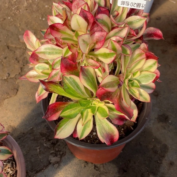 49魅影有砍多肉111344578多肉