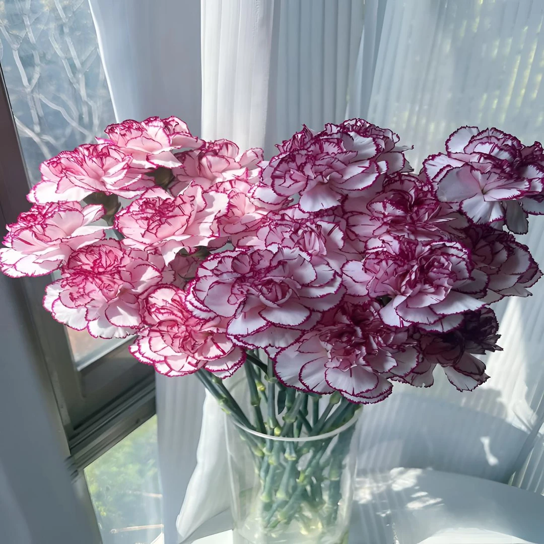 康乃馨紫精灵健康安康高40CM，任意两单送花艺剪刀两单顺丰京东包邮送货上门！生活鲜花花苞状态发货介意勿拍！