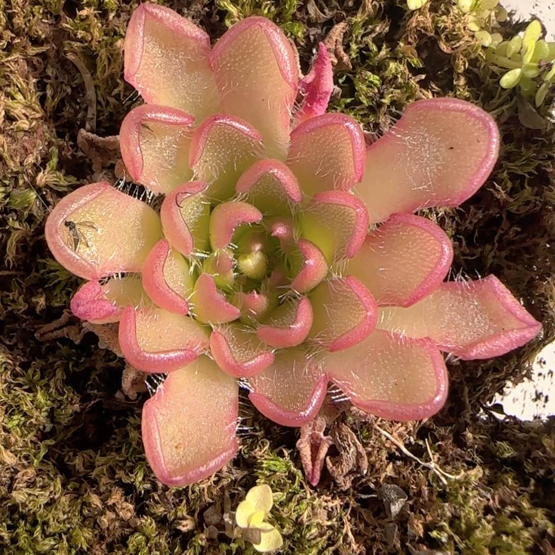 多肉1229-39近藤捕虫堇