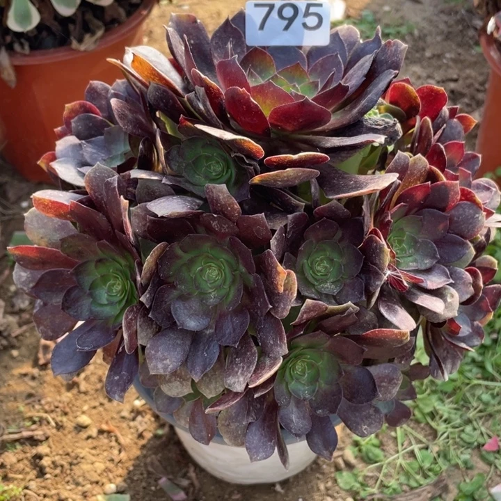 完全开放795多肉植物赤焰莲