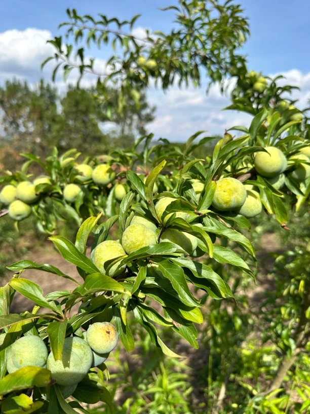 云南李子脆李糖李蜜李爽口顺丰包邮新鲜采摘现摘现发坏果包赔