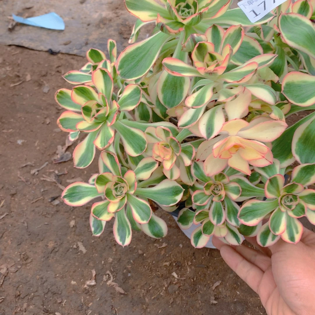 177燕姿锦绣球多肉