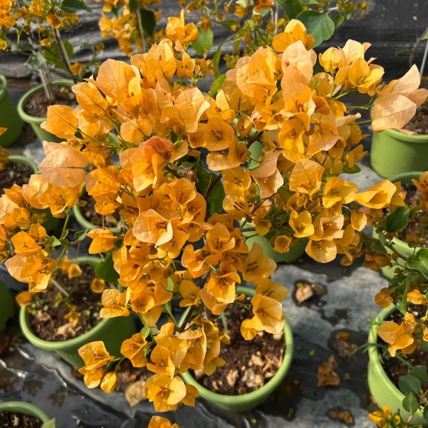 三角梅一物一拍  粉色牌-D区（D1—D100）