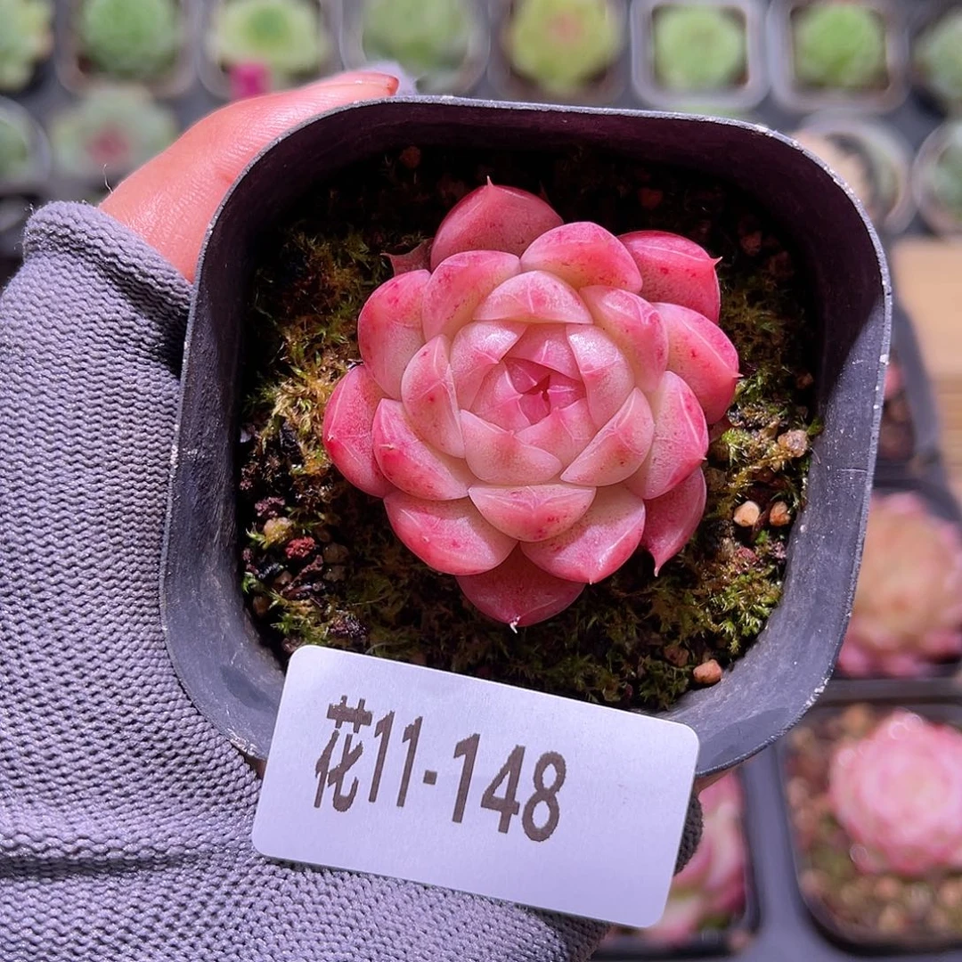 花11-148麦秆单头