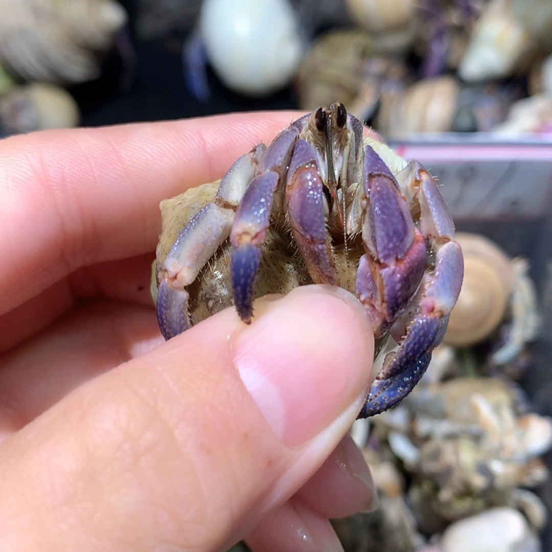 1.7口径奔跑的寄居蟹22号