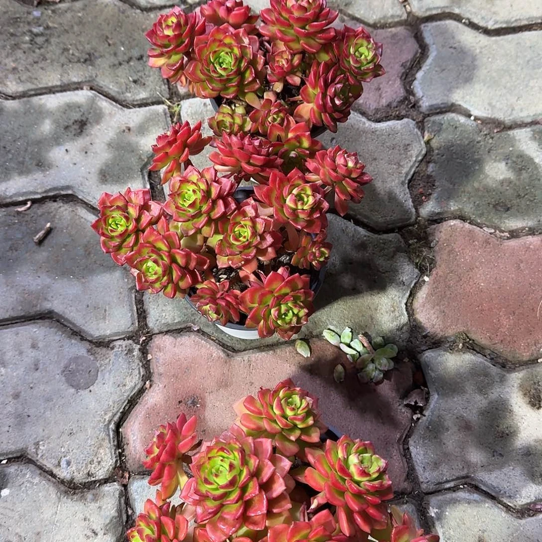 火焰抵押老庄多肉植物