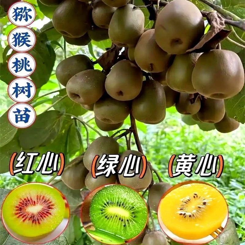 猕猴桃树苗耐寒耐旱适合南北方种植