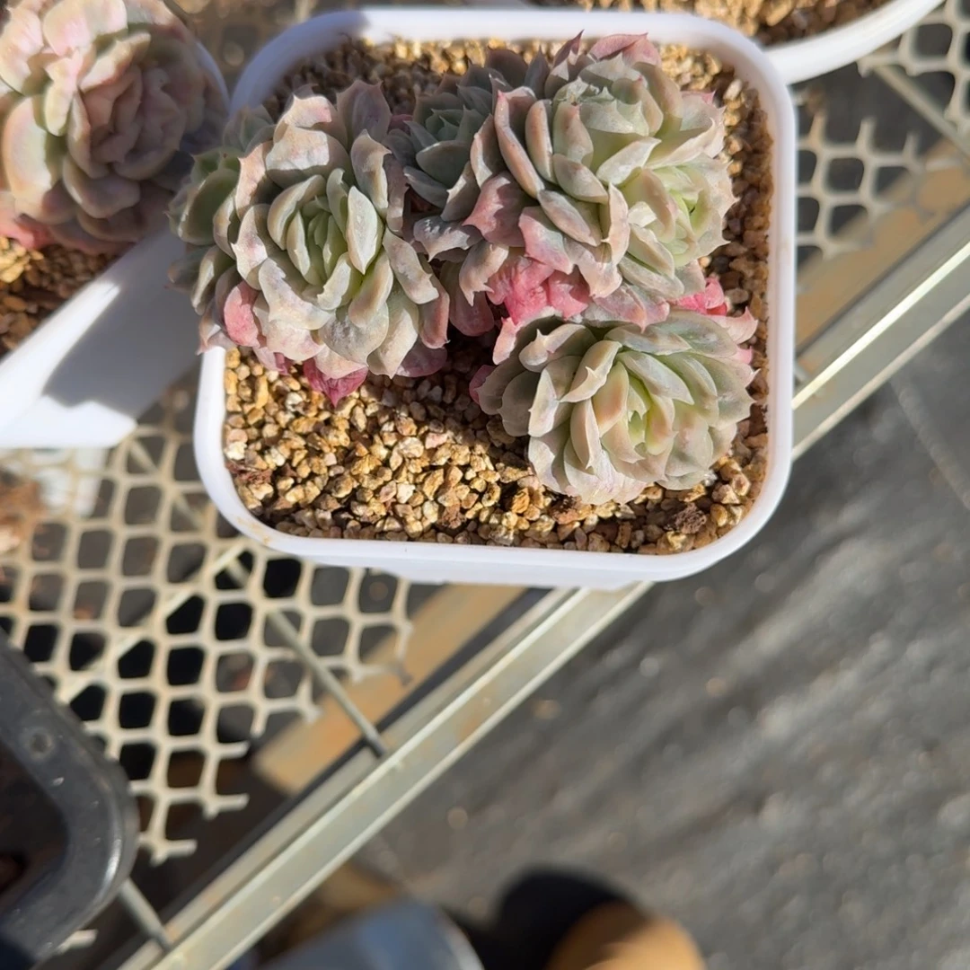 l***佳无花朵肉肉肉肉肉肉肉肉肉肉