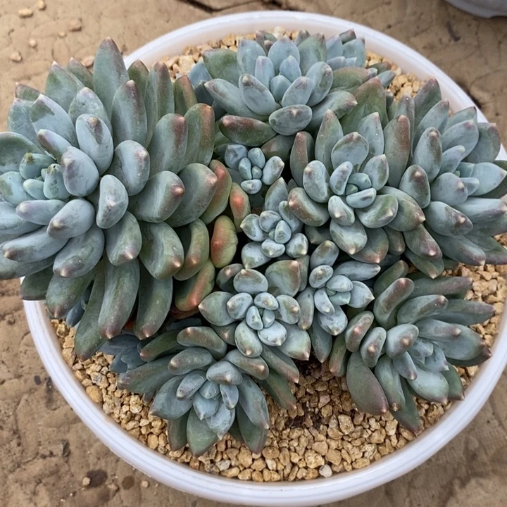 一***鬼88888888888888888