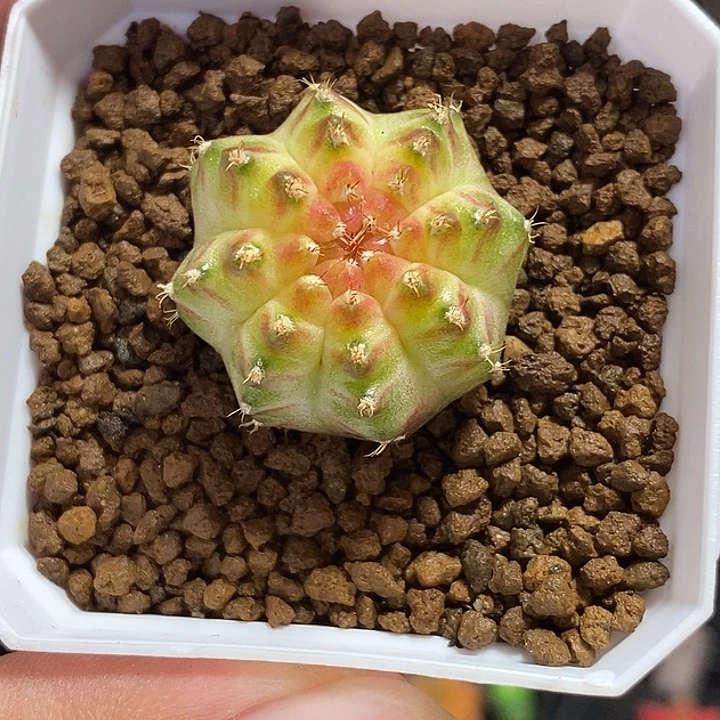 泰系轮回—带盆土发货35