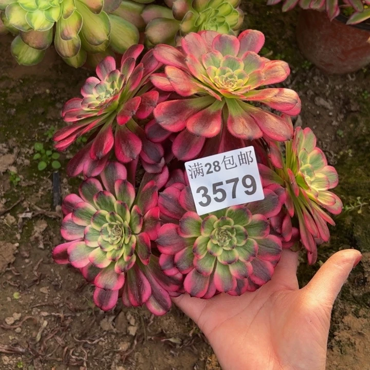 3579法师多肉植物