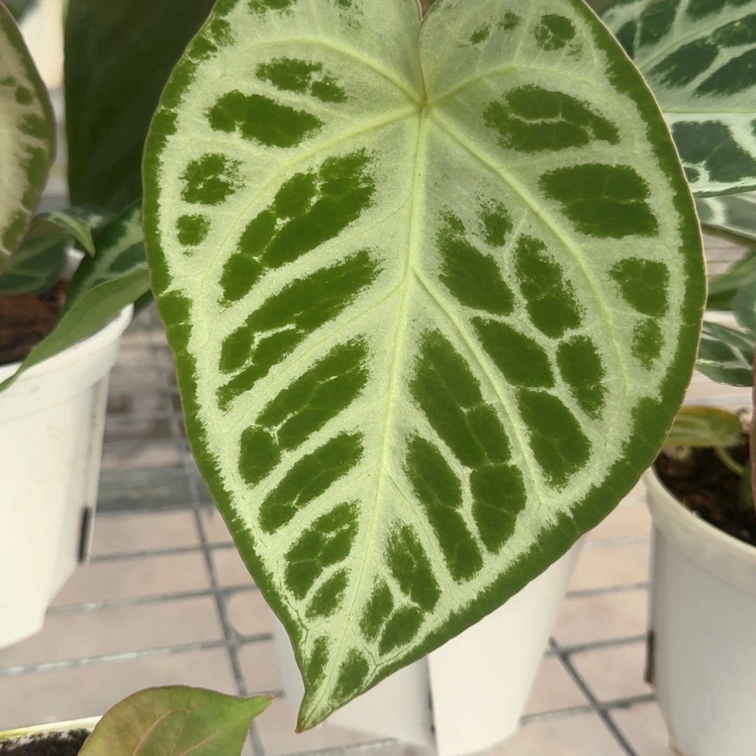 不开花植物Skg银杂辐射纹