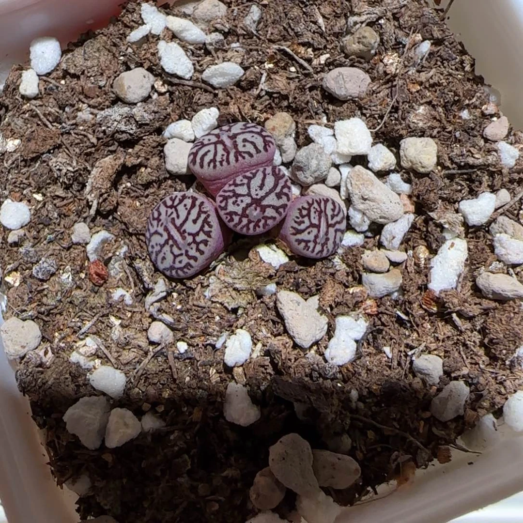 肉锥多肉植物百科-墨401