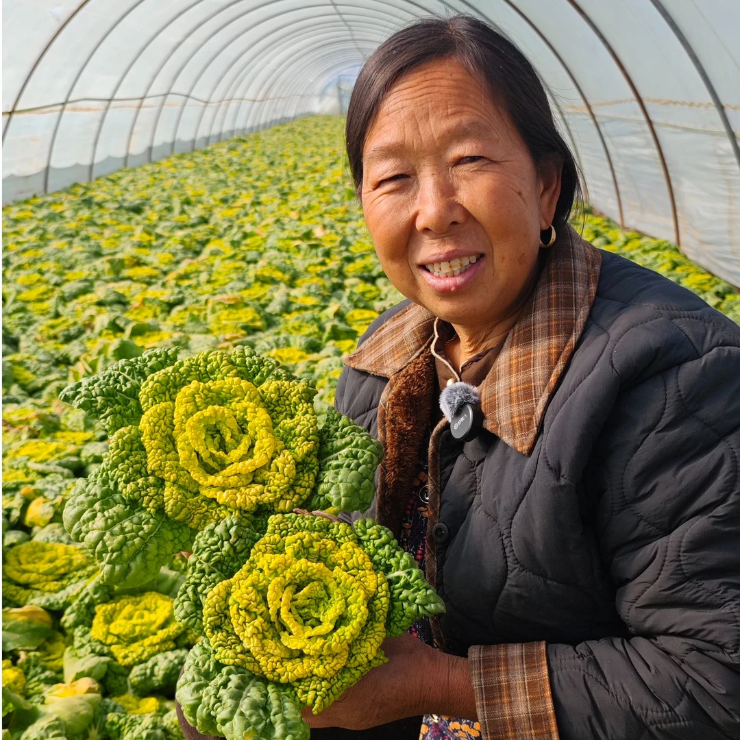 杨姐自种新鲜黄心菜