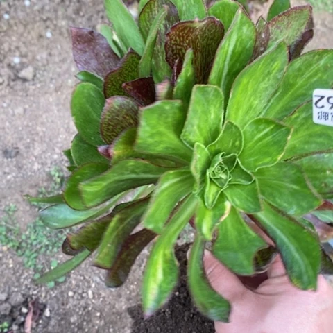 762嫁接魅影七彩满25包邮多肉