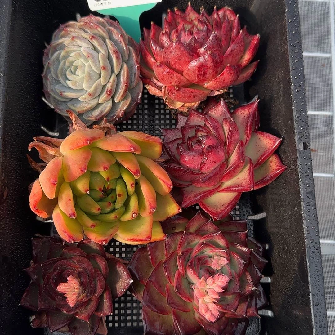 从前慢花园精选0117-76