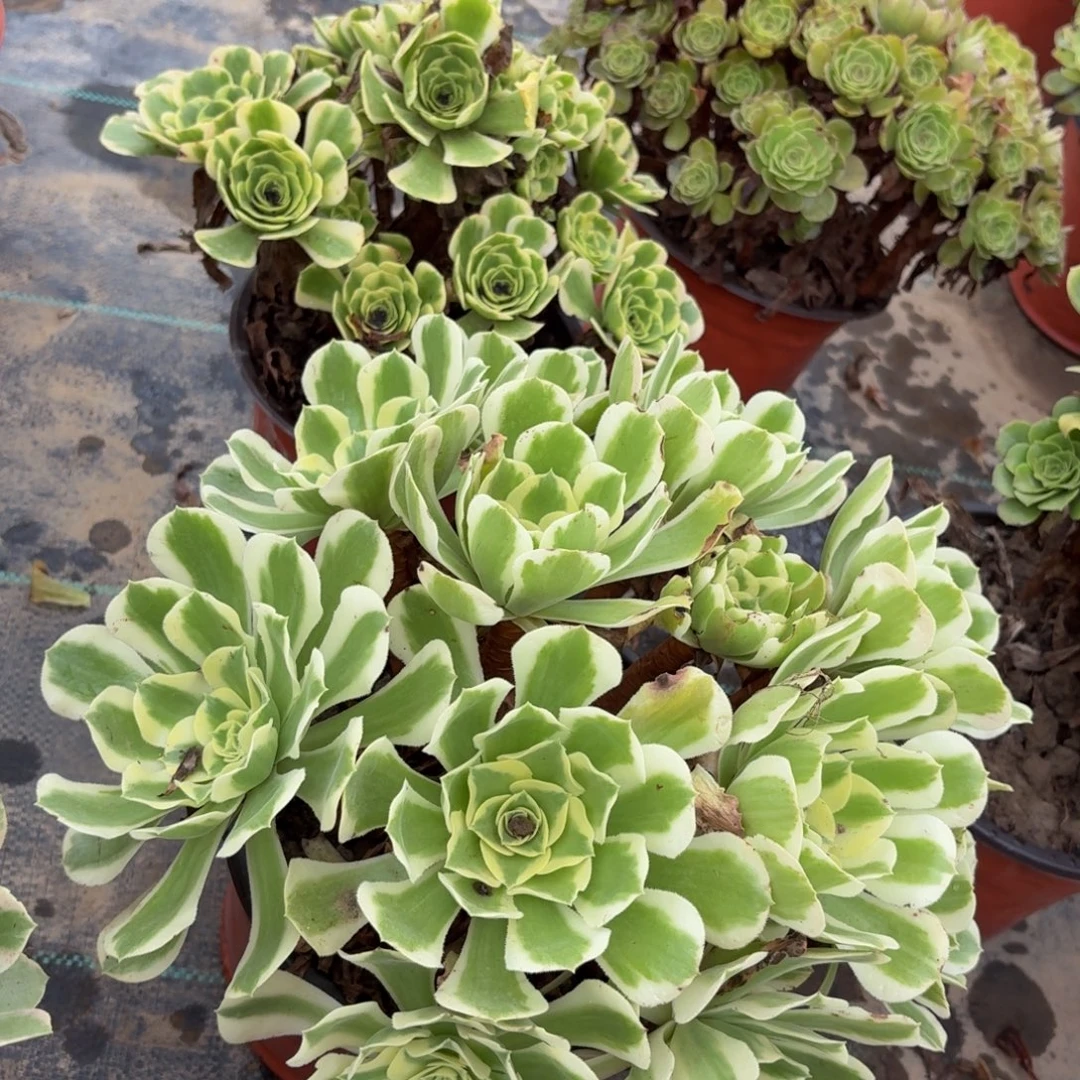 白凤多肉植物捧花11块钱的