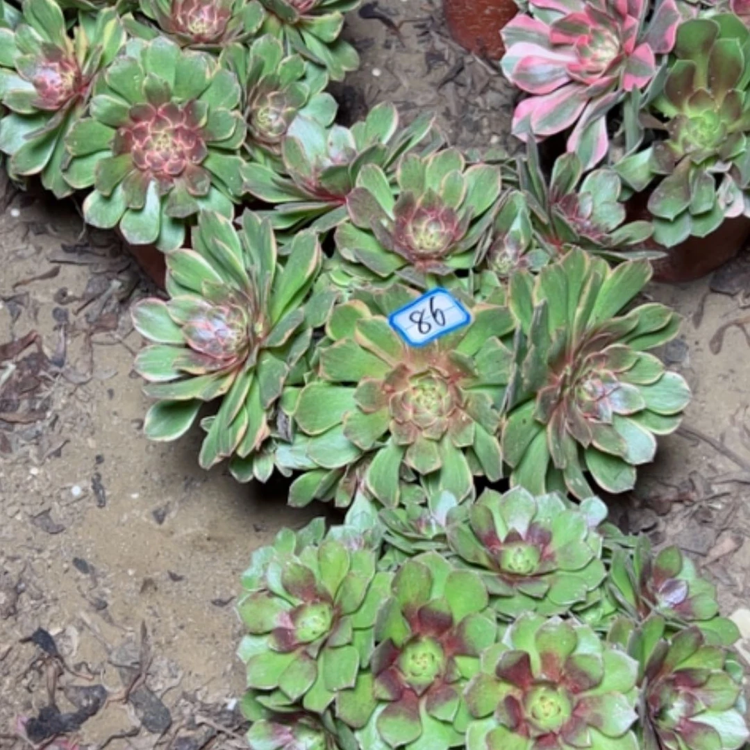 【闪购商品】断枝不包86