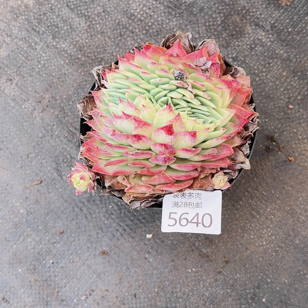 9号我们的确是一5640