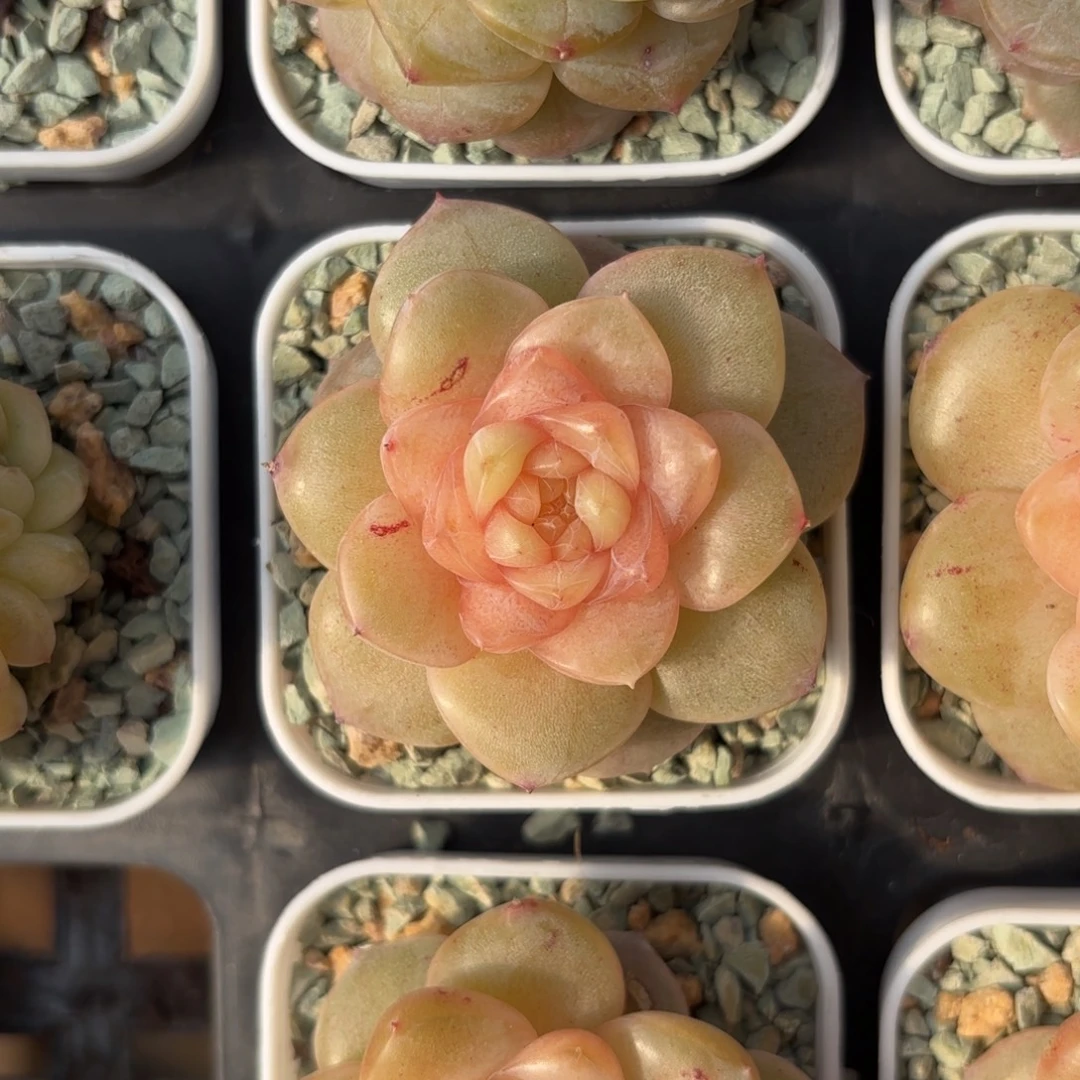 糖心金盏一物一拍