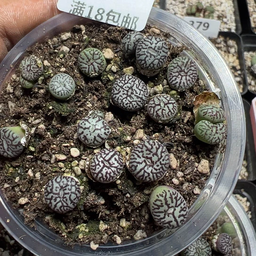 【闪购商品】 390。