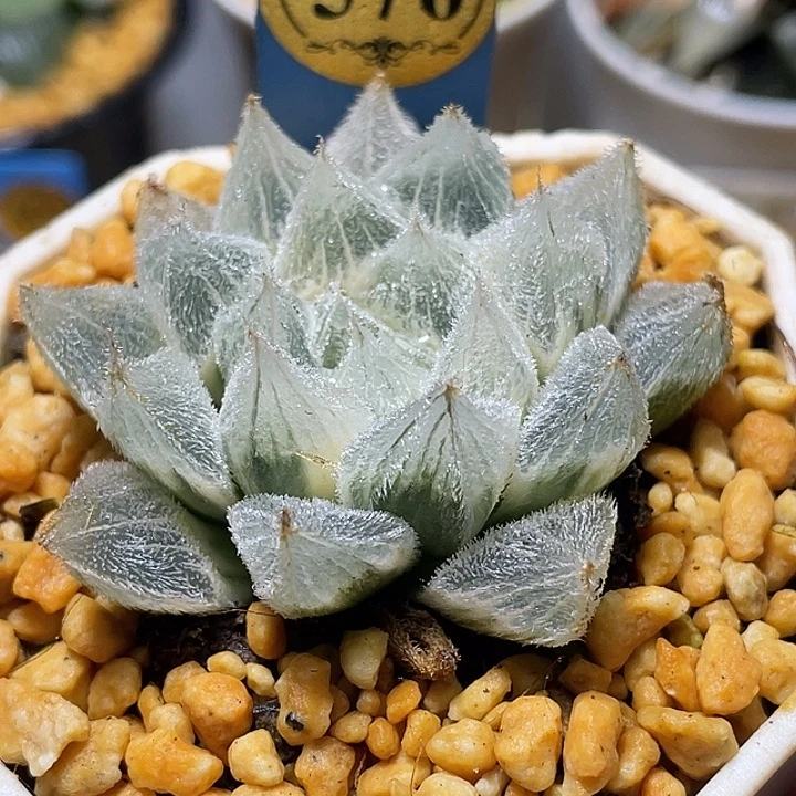 576糊斑白狐狸锦母本级别