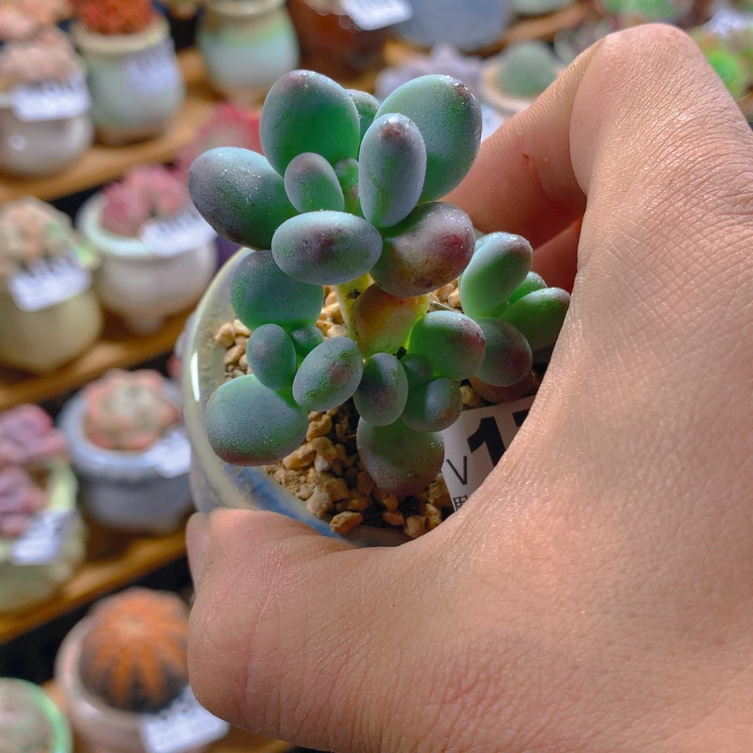 精控多肉植物植物苹果奶量拍