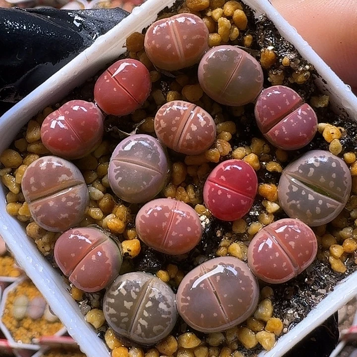 生石花111122。   97