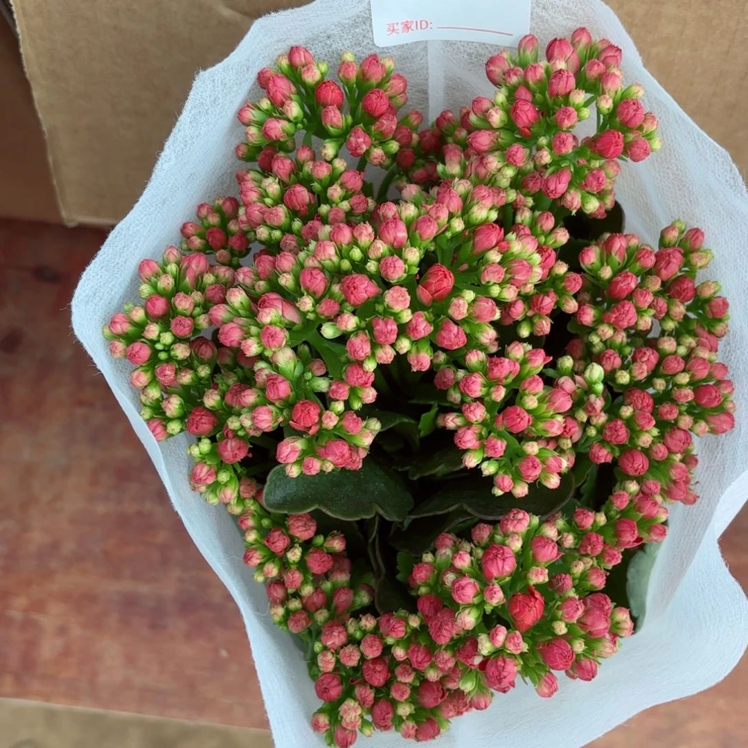 A436红狐狸长寿花一颗