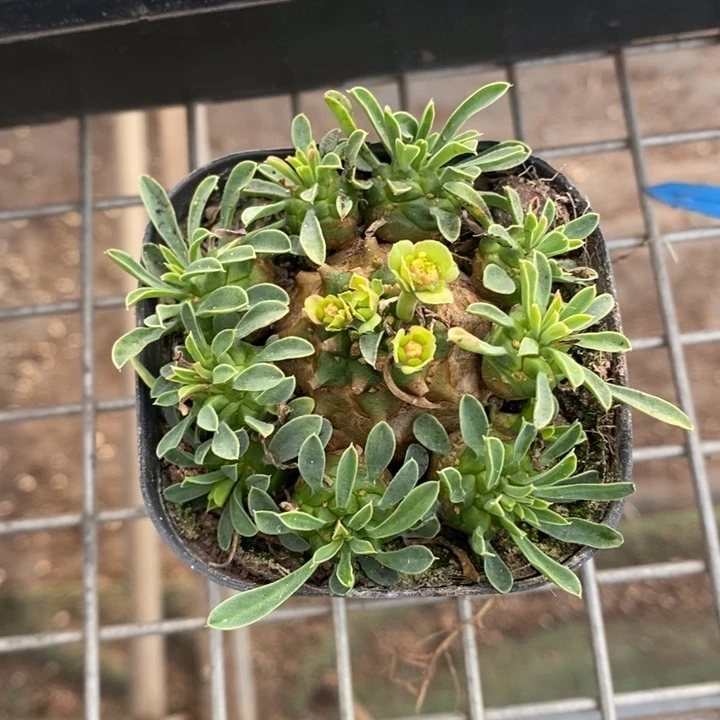 d****l伯克利和格蕾纳等著名音乐，