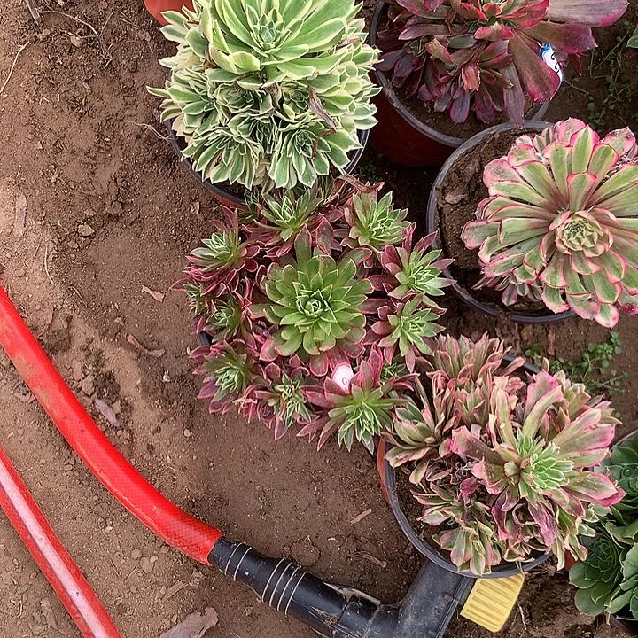 多肉植物六颗组合28