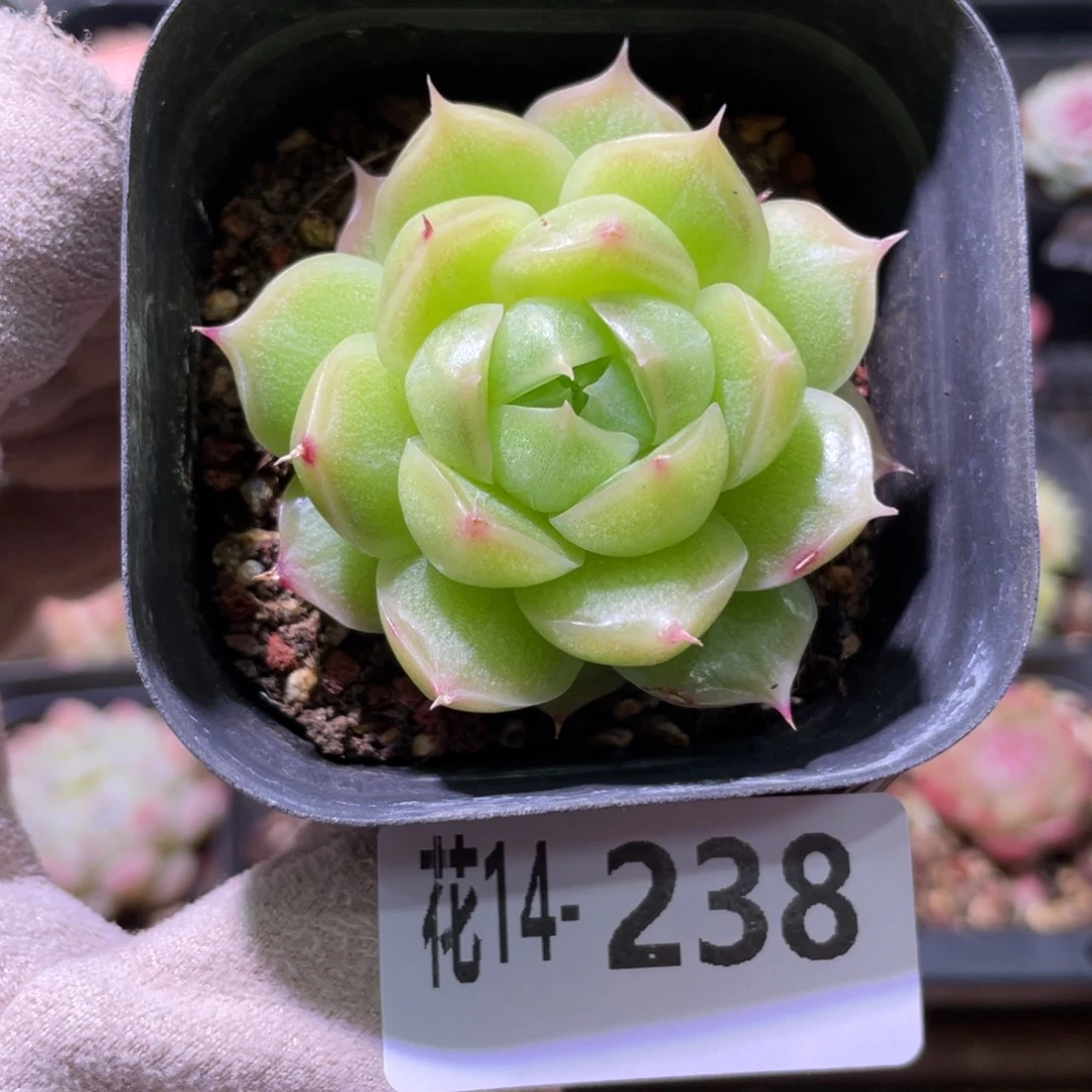 花利美14-238麦秆
