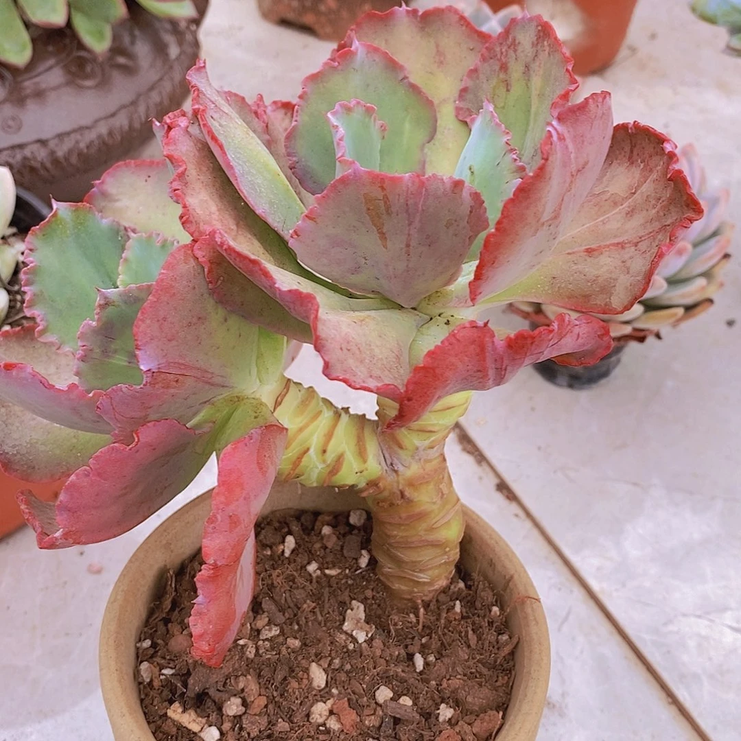 舞会红裙多肉植物