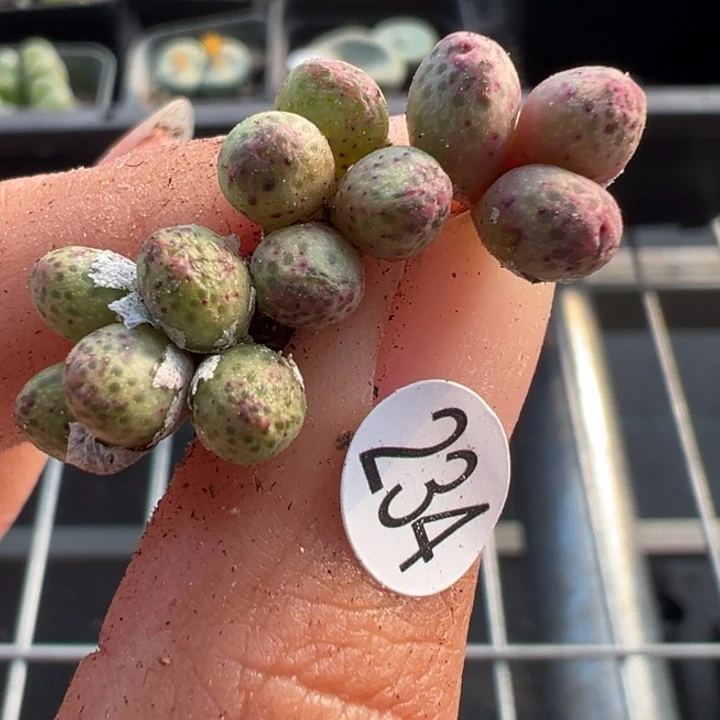 234号3颗双11福利不代表平时价格