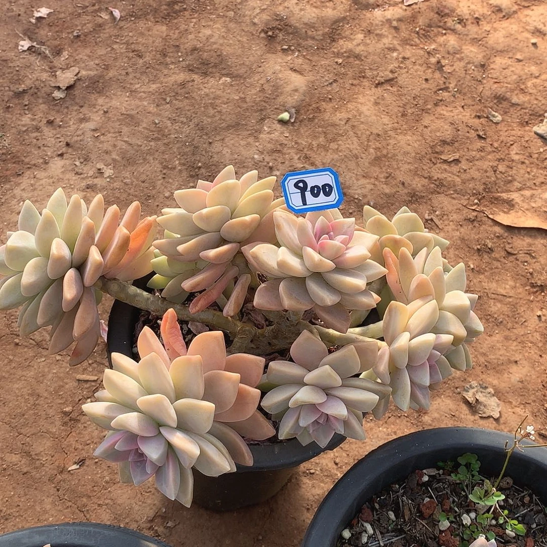 900淡雪朵朵一物一拍多肉