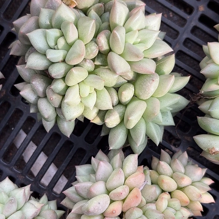 黄金象牙群生（拍满18包邮）