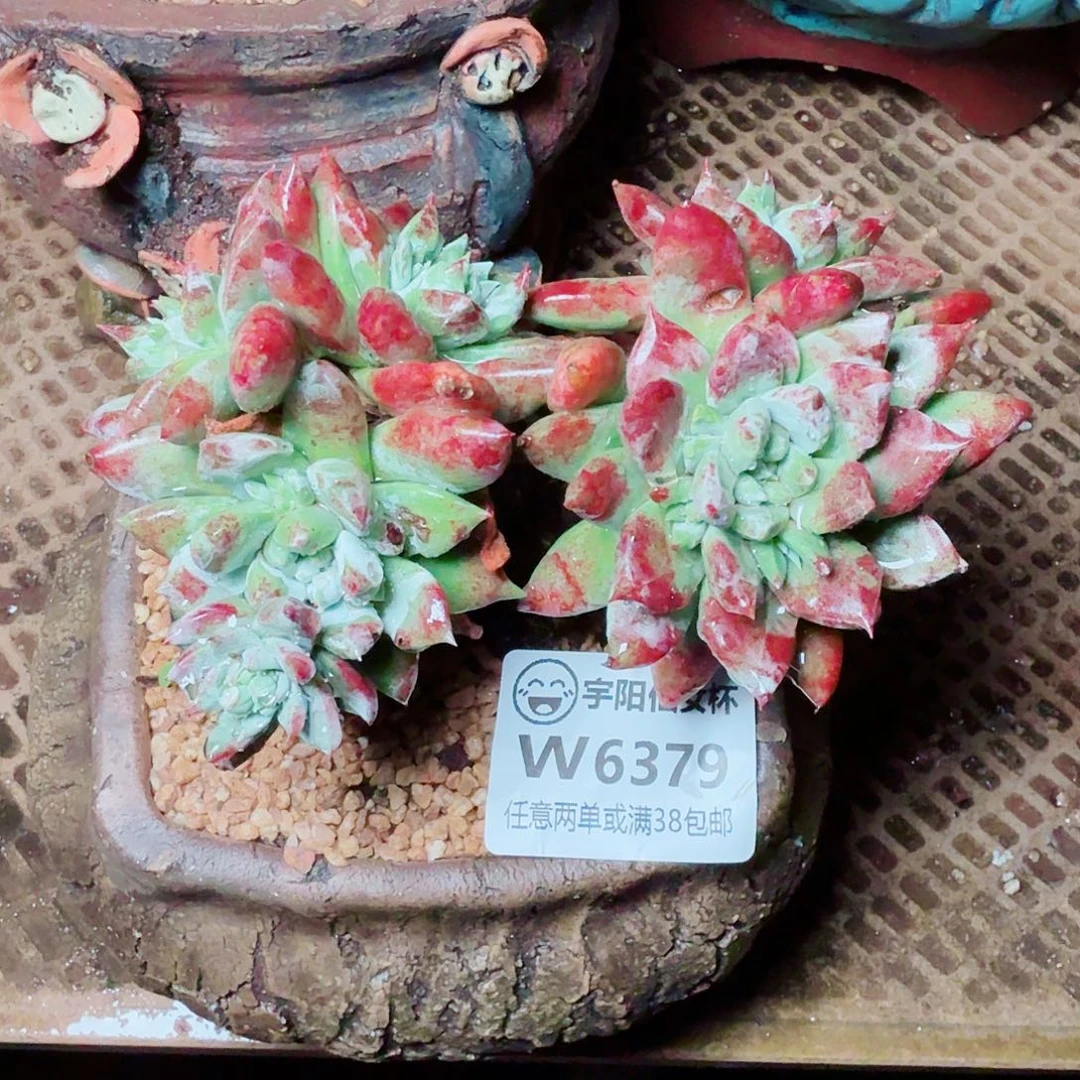 向***妹6379坎代苹果叶多肉