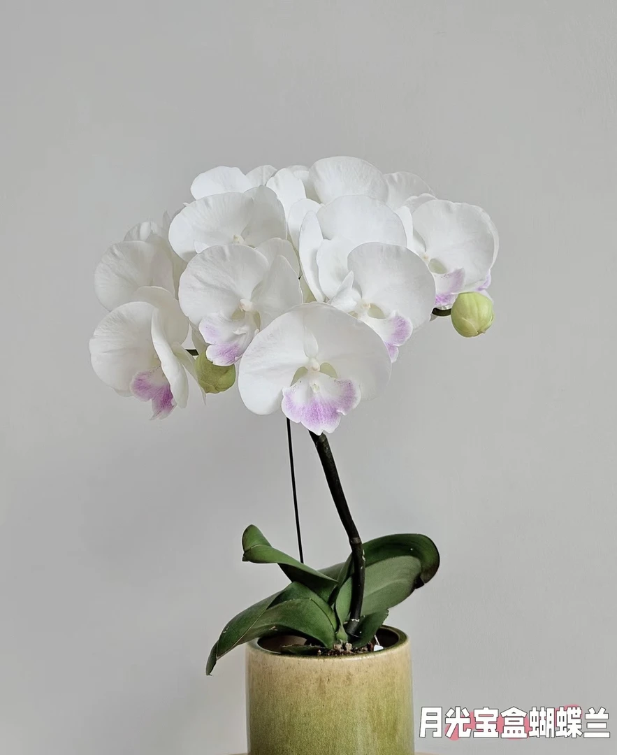 蝴蝶兰——[月光宝盒]  (任意两颗包邮只拍一颗发苗)T