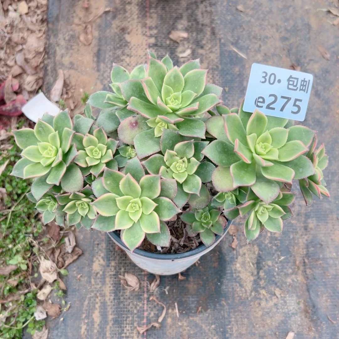 275 艳日灰多肉法师