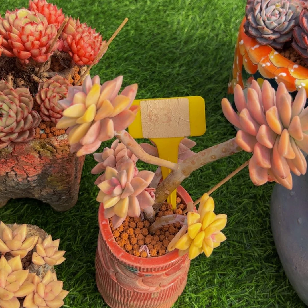 ༺****淡雪锦小树多肉