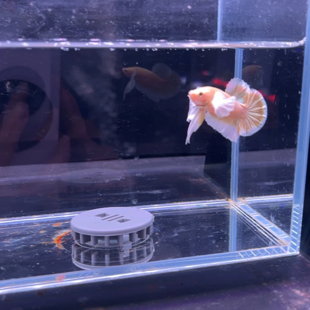 斗鱼泰国斗鱼35号