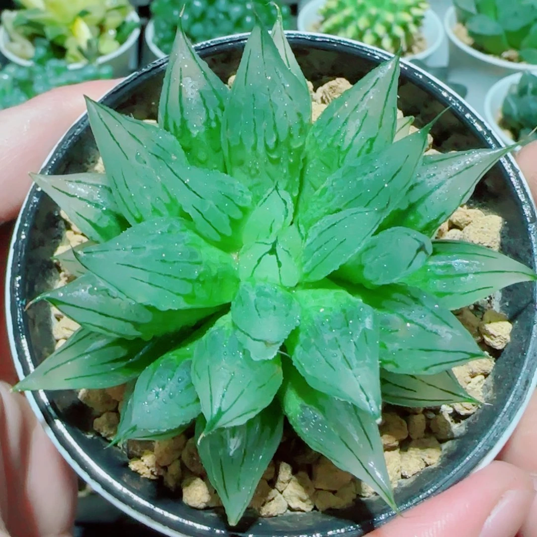 冰钻玉露多肉植物