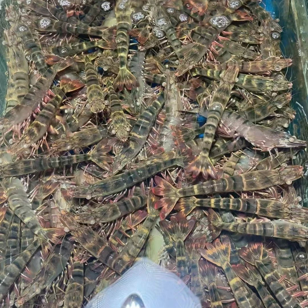 香辣炒斑节虾500g现捞现做生猛下锅！