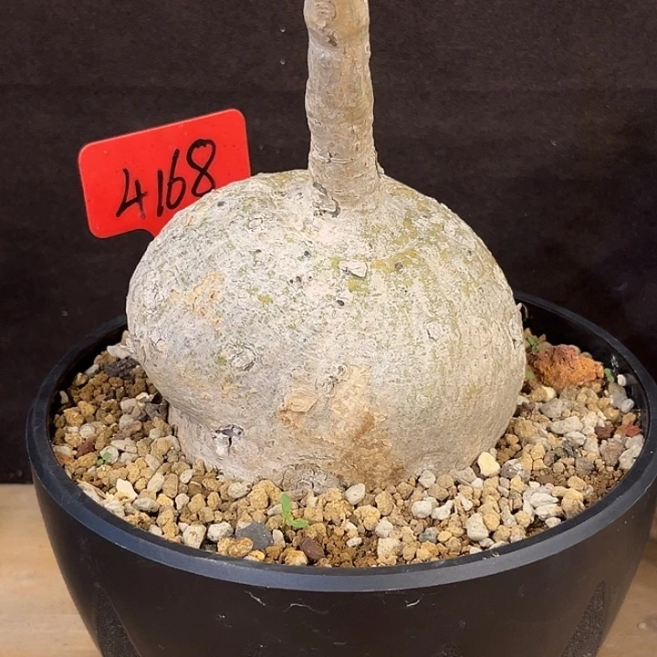 汤圆植物魔妃雪花西番莲