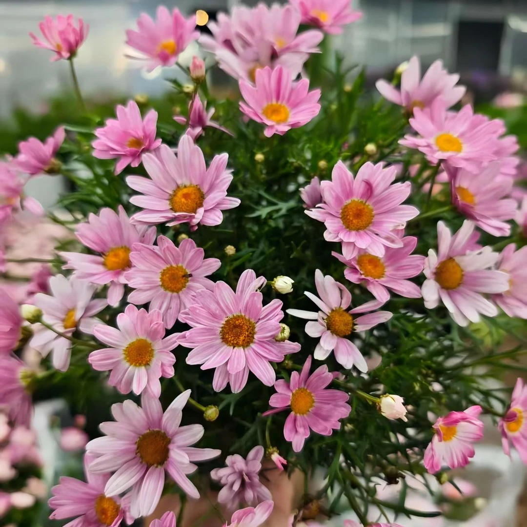 玛格丽特【彩虹糖果】150盆 盆栽植物 勤花机器 易养护