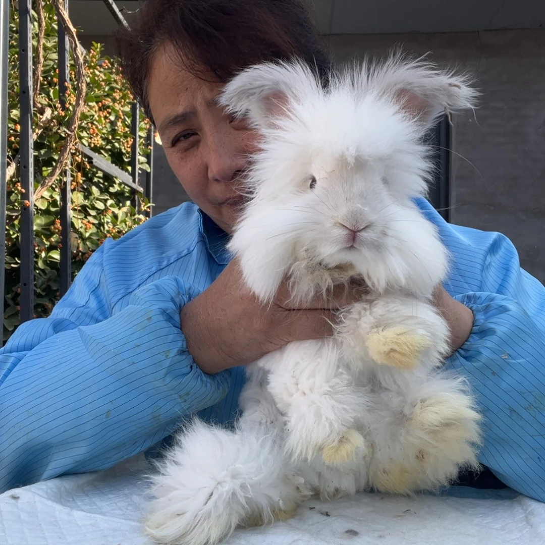 英系安哥拉宠物兔子