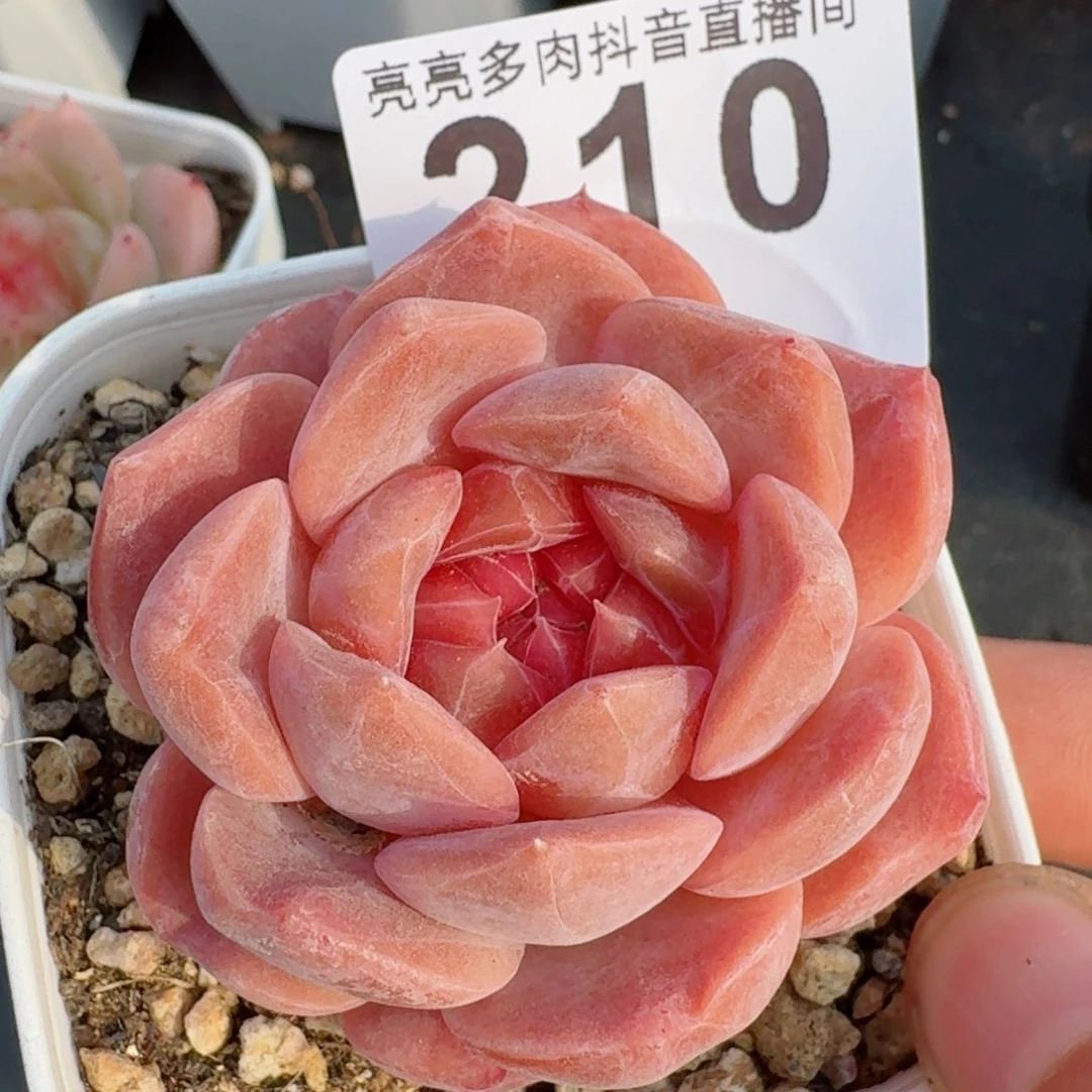 草莓啵啵         多肉植物