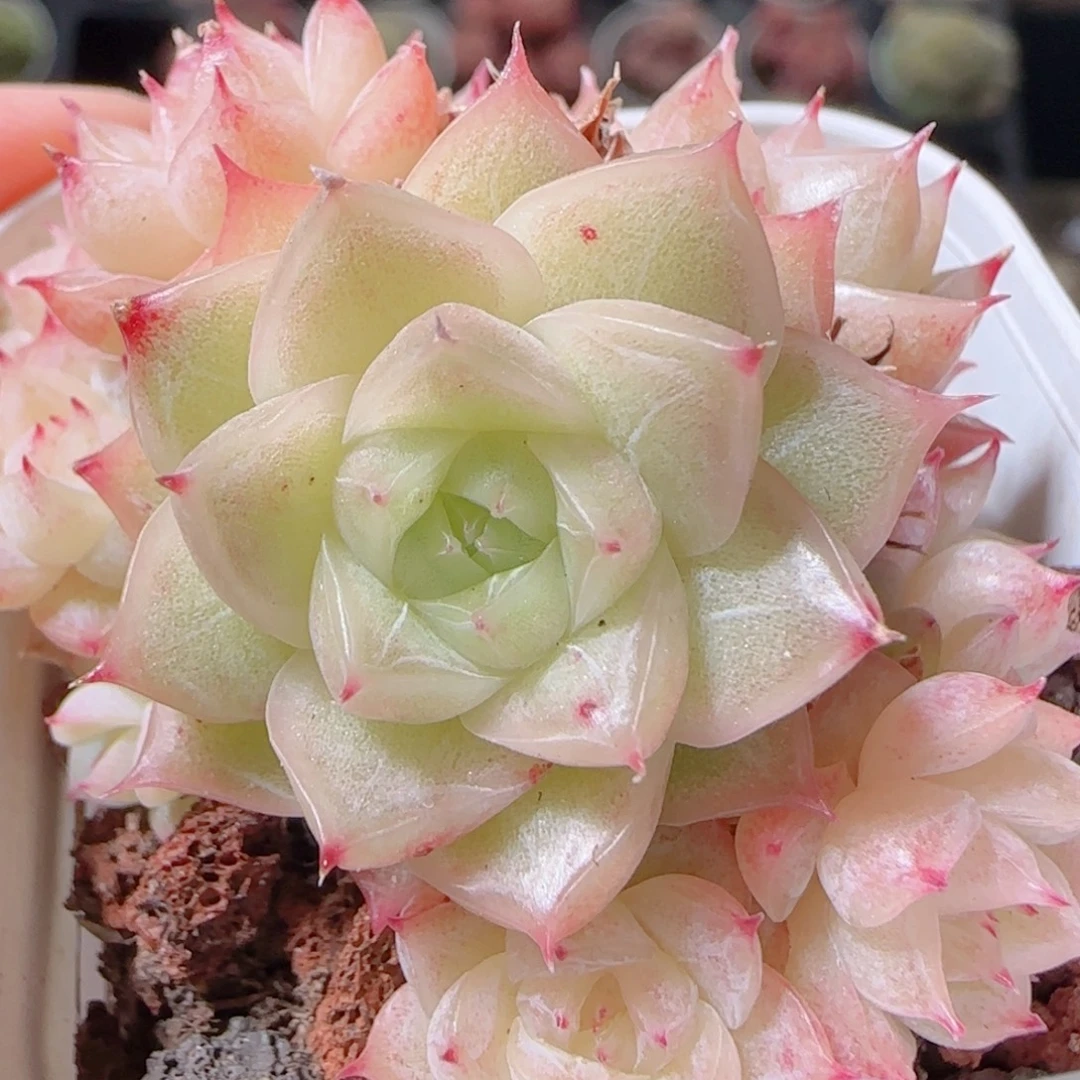 花语多肉1227-27散