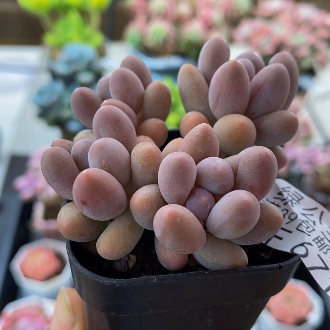 571香水手指5cm多肉