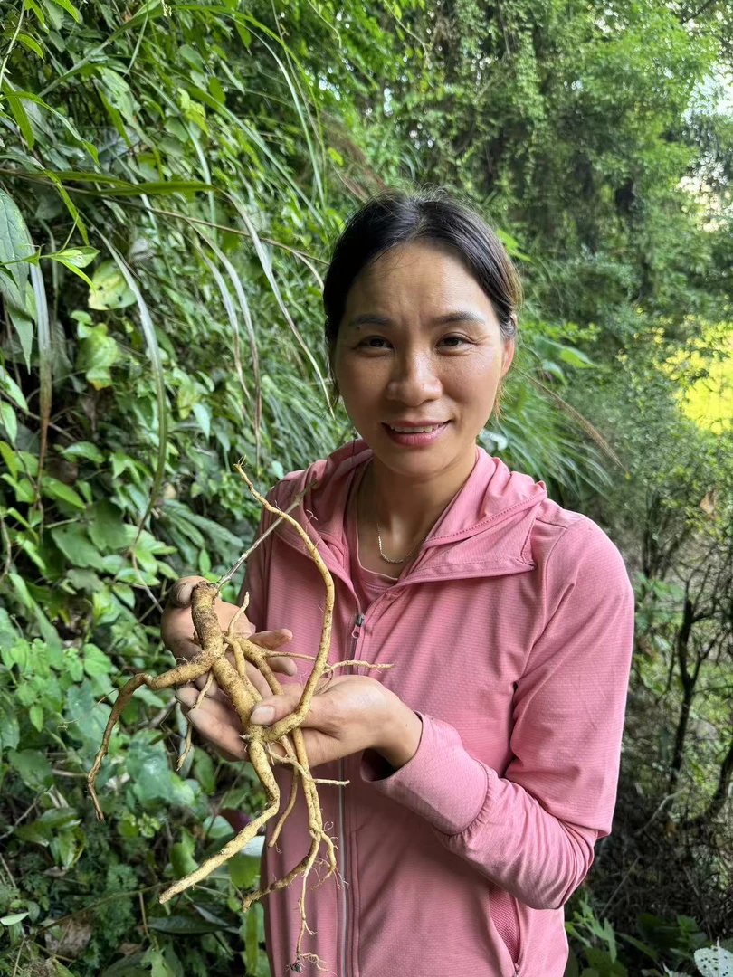 湘西高山新鲜野党参
